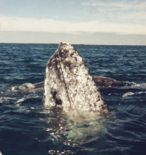 California Gray Whale Laguna San Ignacio Baja
